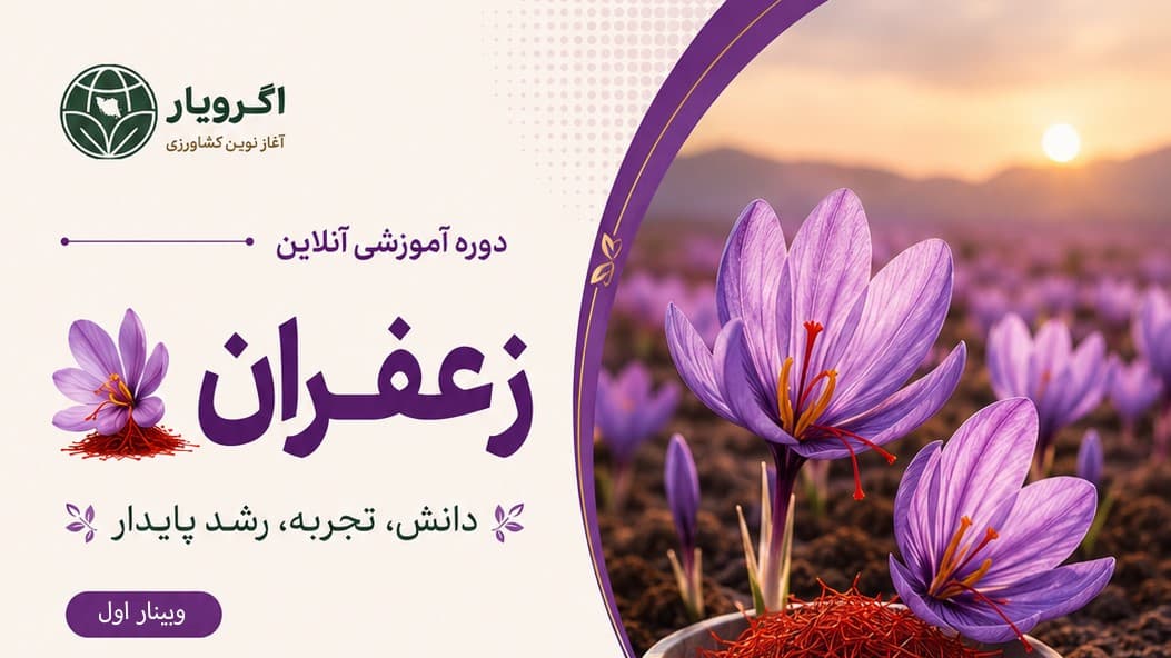 چالشهای کاهش عملکرد زعفران همراه با راهکارهای افزایش عملکرد