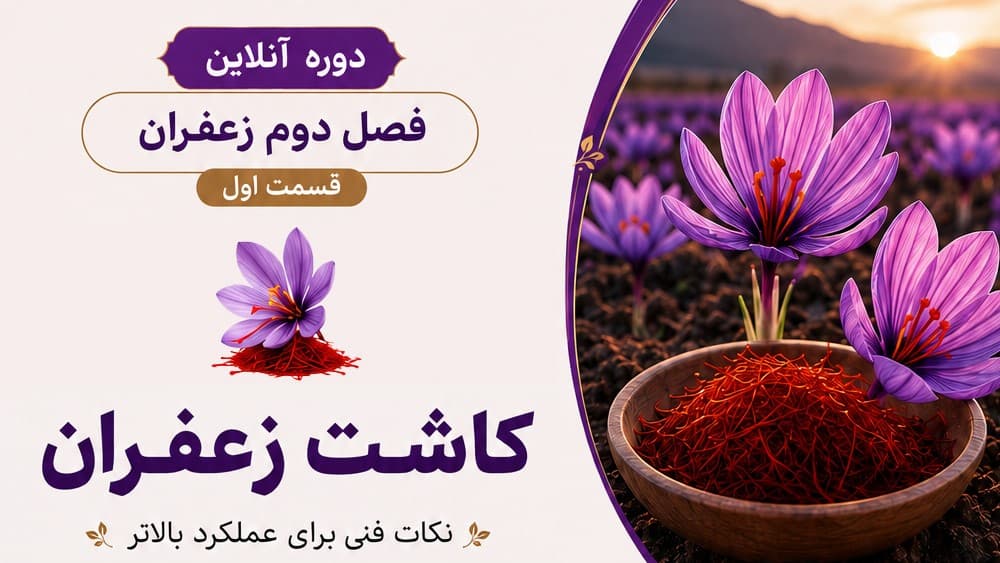 کاشت زعفران | نکات فنی برای عملکرد بالاتر